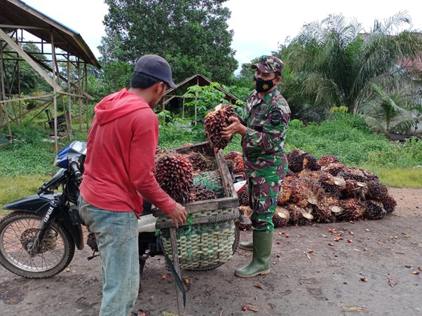 Satgas TMMD Ke-111 Kodim 1207/Pontianak Bantu Warga Panen Kelapa Sawit