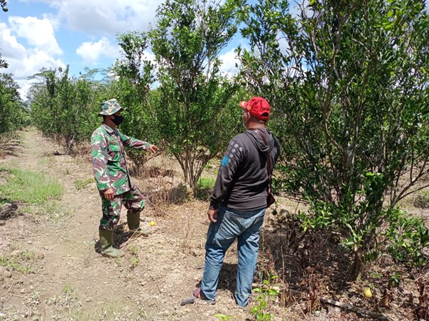 Satgas TMMD Ke-111 Kodim 1207/Pontianak Datangi Petani Jeruk