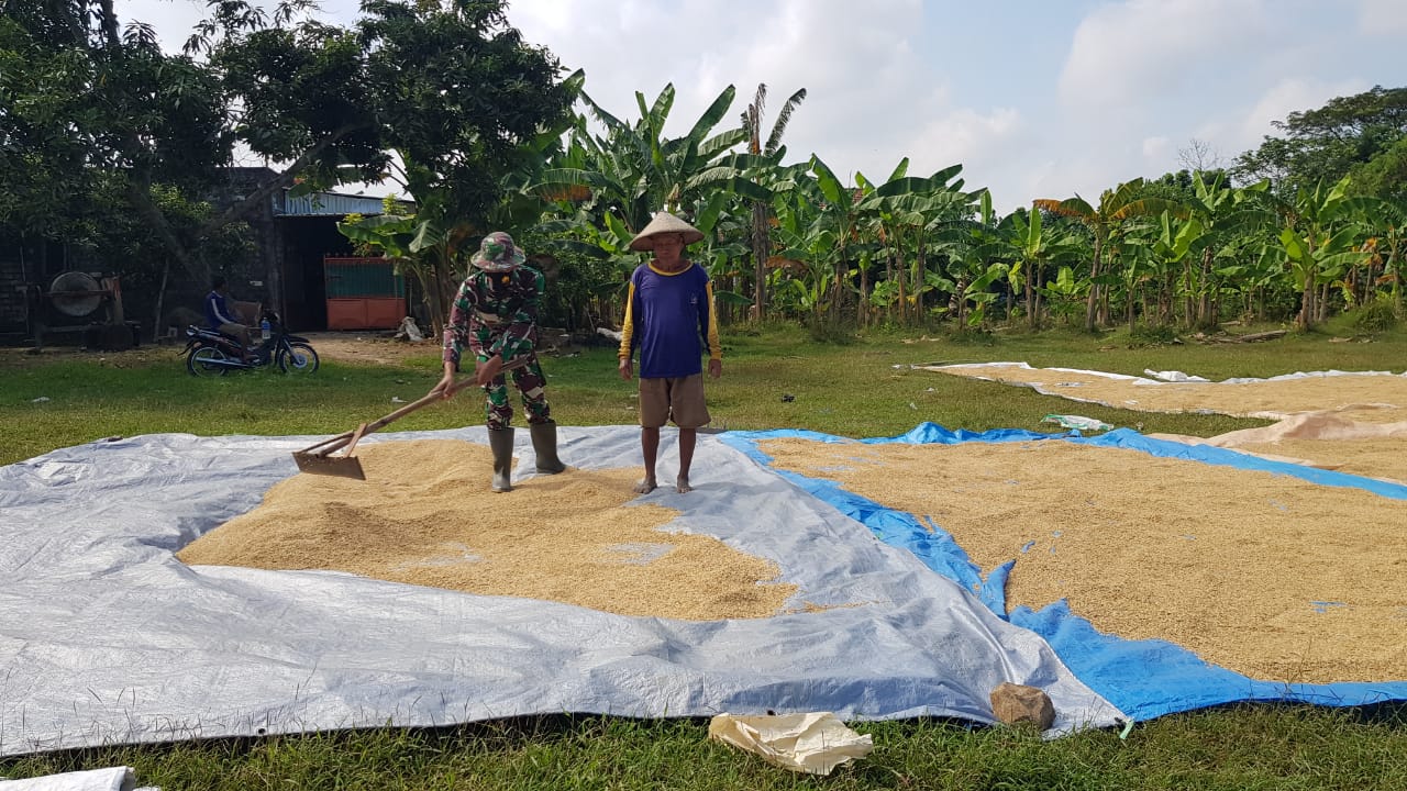 Pak Tohirun Manfaatkan Tanah Lapangan Untuk Keringkan Gabah