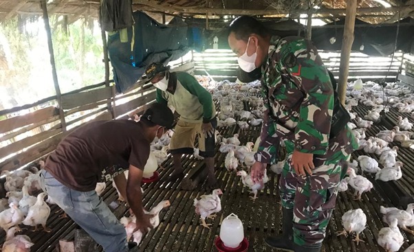 Jelang Idul Adha, Satgas TMMD Ke-111 Kodim 1207/Pontianak Kunjungi Peternak Ayam