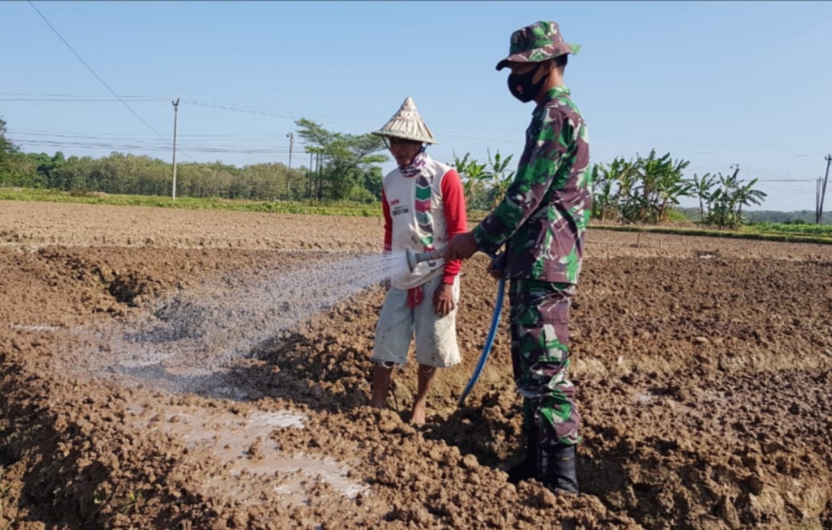 Media Tanam Bibit Bawang Merah Perlu Dipersiapkan Dengan Benar